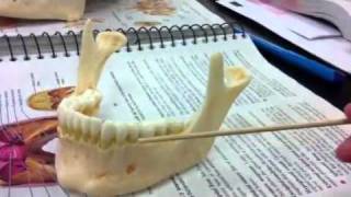 Mandible anatomy model fossa and forAmen [upl. by Eibreh]