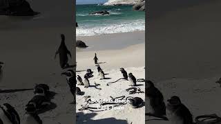 Boulders Beach  Cape Town [upl. by Shewmaker589]