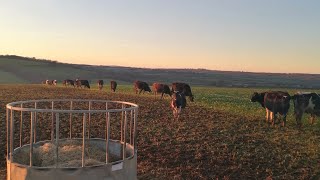 Heifers grazing Redstart [upl. by Mientao]