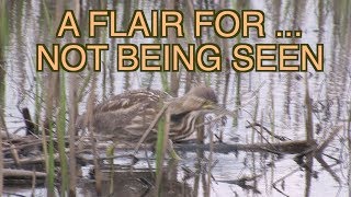 American Bittern NARRATED [upl. by Ardnayek]