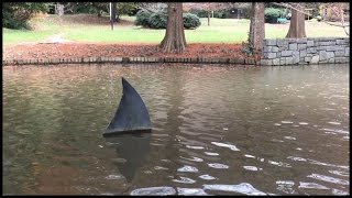 Inman Park Shark Atlanta Georgia [upl. by Sinnoda]