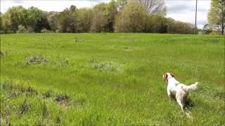 English Setter Dan  Shadow Oak Bos Pup  Practicing Backing Drills [upl. by Mahan]