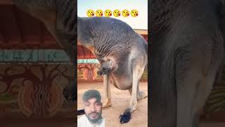 kangaroo animals wildlife cute nature cuteanimals funny bandar bulldog mrbeast [upl. by Laband]