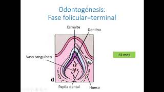 Odontogénesis 2 Desarrollo embrionario del diente [upl. by Rodolph578]