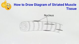 how to draw labelled diagram of striated muscle tissue [upl. by Kaylil485]