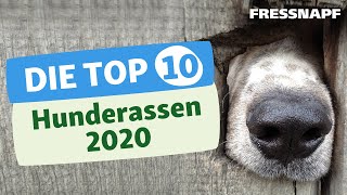 Top 10 Hunderassen 2020  Die beliebtesten Hunderassen in Deutschland [upl. by Puklich]