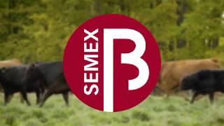 Introducing Semex Beef [upl. by Irene]