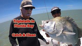 Tripletail in Florida Bay Catch amp Clean [upl. by Aihsenek]