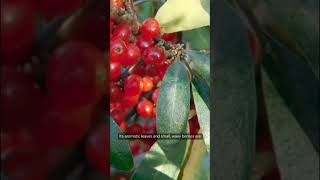 BayberryBayberry GardeningTips NativePlants LandscapingBayberryPlant BayberryBenefits [upl. by Yrol]