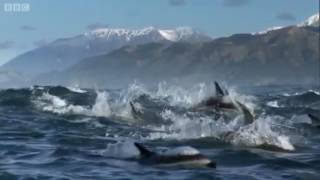 Spinner Dolphins  Dancers of the Ocean  Free Documentary Nature [upl. by Aerdnaxela339]