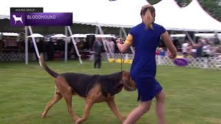 Bloodhound  Breed Judging 2021 [upl. by Engle]