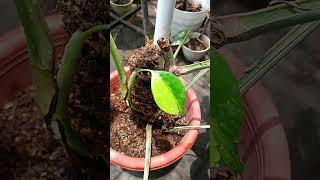 Marmorata plants monstera [upl. by Eneleahcim]