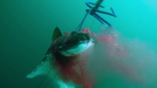 40 kg Halibut spearfished in Tromsø Norway [upl. by Adaner]