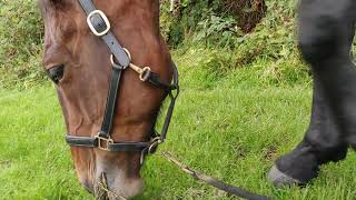 🐴 HORSE eating ASMR 🐴 grass munchingchomping noises ☘️🌿🌾 [upl. by Nilo]