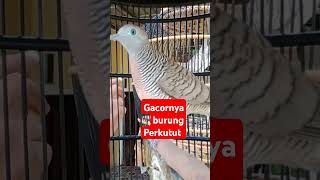 gacornya burung Perkutut [upl. by Gaultiero371]