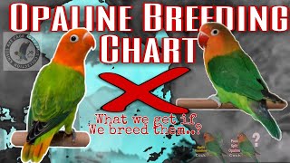 opaline breeding chart  african lovebirds [upl. by Brinna]