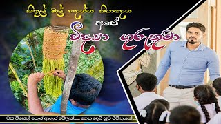 Kithul Flower Making කිතුල් මලක් හදන හැටි [upl. by Sylas]