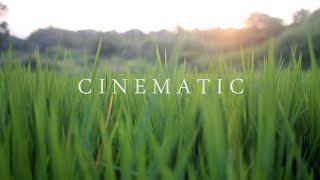 4K Nature Cinematography  Cinematic Background Music NO COPYRIGHT  NIKON D5300 [upl. by Adama364]