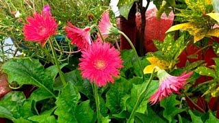 जरबेरा प्लांट की देखभाल कैसे करें ll how to take care gerbera plant and fertilizers ll [upl. by Nakah784]