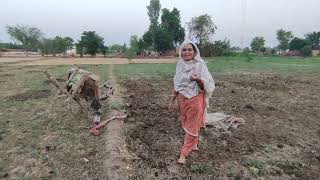 Donkey Rider lady loaded donkey  Village life Pakistan [upl. by Ellekcir]