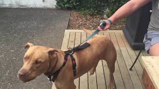 How to stop dog aggressive behavior towards people Quickly and easily [upl. by Gerhardine]