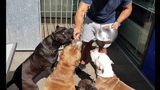 Trying to hand feeding my pitbulls without bitten and givingTyson his medication for his bee sting [upl. by Aivalf]