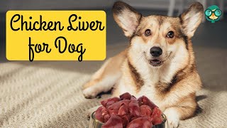 How to Cook Chicken Livers for Dogs How to Make Chicken Liver Treats for Dogs Dog Food Recipe [upl. by Assile]