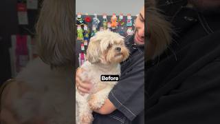 Old dog new tricks adorable fit Alyssa’s Barkover will have you howling yassssss dogmakeover [upl. by Dric571]