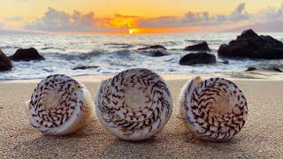 Virtual Beachcombing Festival Beachcombing Finds from Hawaii  Heather Ganis [upl. by Cosette]