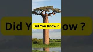 Baobab The Legendary Tree of Life 🌳✨ facts youshouldknow didyouknow [upl. by Agnesse]