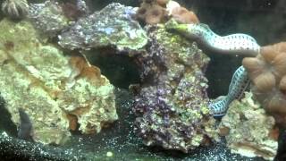 Fimbriated moray eels [upl. by Nodgnal]