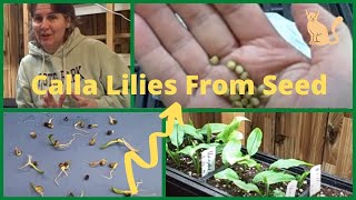 How to Grow Growing Calla Lilies Lily from Seed From Collected Saved Calla Lily Seeds [upl. by Adiv]