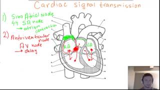 Cardiac heart Signal Transmission  SA node AV node Bundles of His and Purkinje fibers [upl. by Ainezey]