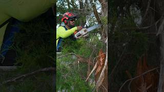 Storm damage cleanup at Tallahassee National Cemetery treework treearborist trees [upl. by Etiuqram]