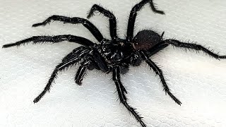 Sydney Funnel Web Spider  Aggressive Extremely Deadly amp Beautiful [upl. by Mary497]