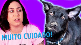 NÃO ADOTE UM CACHORRO ANTES DE VER ESSE VÍDEO [upl. by Hui]