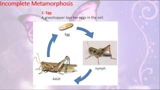 Grasshopper Life Cycle [upl. by Ybrik]