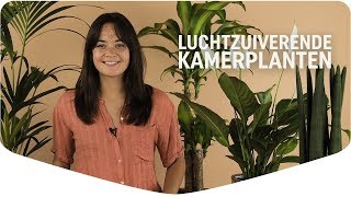 Schone lucht met luchtzuiverende kamerplanten [upl. by Bilbe]