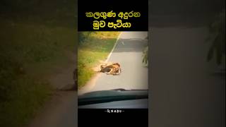 ගුණ දනිමු 🥺🥺 සබ්ස්ක්‍රයිබ් කරන්න 👍trending shrots shortvideo vairalshort 🥺🥺🥺🥺 [upl. by Olraced]