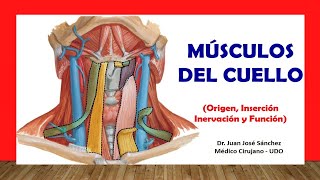 🥇 MÚSCULOS DEL CUELLO Fácil Rápido y Sencillo [upl. by Carny]