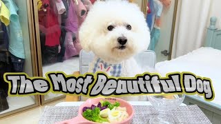 The Most Beautiful Dog [upl. by Manvil]