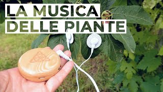 LA MUSICA delle PIANTE Sinfonie dal Bosco [upl. by Sordnaxela]