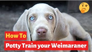 How to easily house train Weimaraners Effective Training tips [upl. by Aurilia]