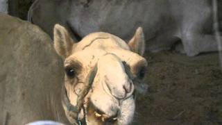 Cammello che mastica  Chewing Camel [upl. by Sudnor600]