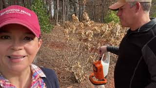 Planting Jonquils amp Pruning Hydrangeas  Gardening with Creekside [upl. by Ahsimat887]