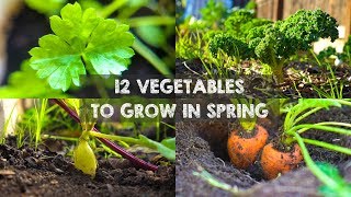 12 Vegetables You Should Grow in Spring [upl. by Laryssa]