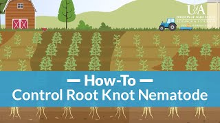 How to Control Root Knot Nematode [upl. by Ongun]