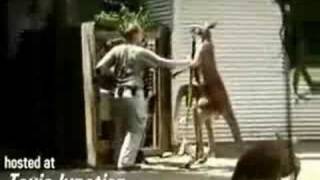 A Kangaroo Beats the Zoo Keeper [upl. by Madelin880]