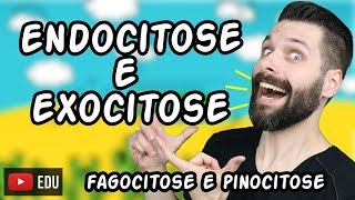 Endocitose Fagocitose e Pinocitose e Exocitose  Transporte por Vesículas  Biologia [upl. by Anilad]