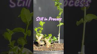 The concept of making a new style bonsai tree [upl. by Connelley]